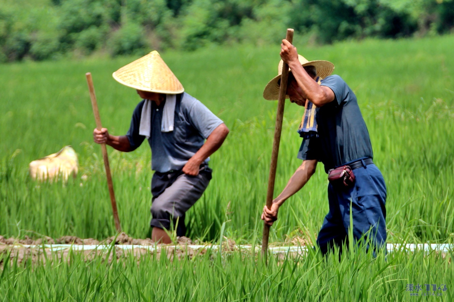 挑着水稻的农民47919_人与自然_人物类_图库壁纸_68Design