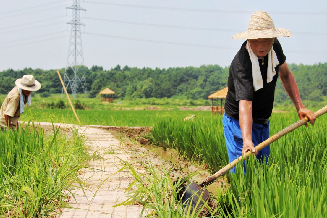 炎炎夏日,在田间辛苦劳作的农民